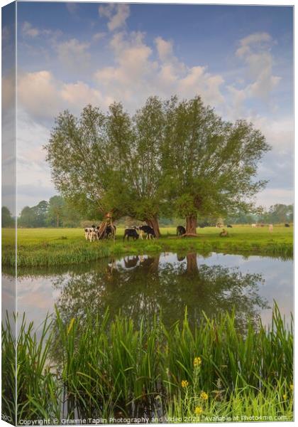 Cattle grazing at Dedham Vale on the River Stour Suffolk Canvas Print by Graeme Taplin Landscape Photography