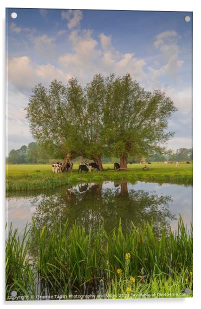 Cattle grazing at Dedham Vale on the River Stour Suffolk Acrylic by Graeme Taplin Landscape Photography