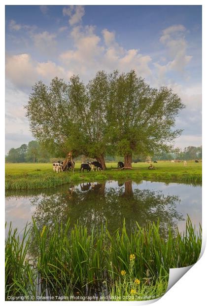 Cattle grazing at Dedham Vale on the River Stour Suffolk Print by Graeme Taplin Landscape Photography