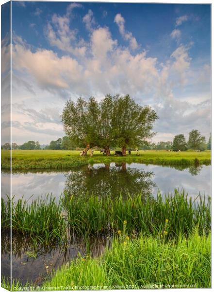 Cattle grazing at Dedham Vale on the River Stour Suffolk Canvas Print by Graeme Taplin Landscape Photography