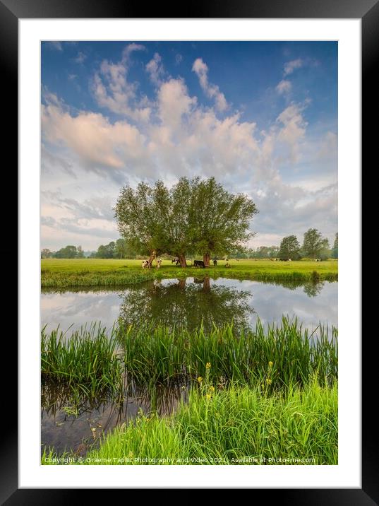 Cattle grazing at Dedham Vale on the River Stour Suffolk Framed Mounted Print by Graeme Taplin Landscape Photography