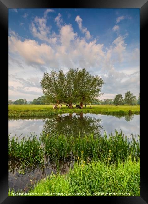 Cattle grazing at Dedham Vale on the River Stour Suffolk Framed Print by Graeme Taplin Landscape Photography