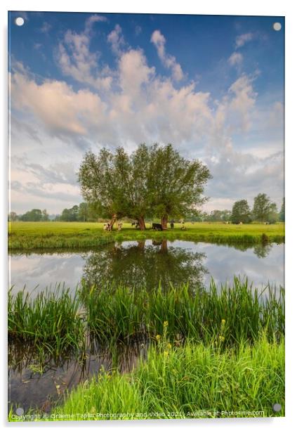 Cattle grazing at Dedham Vale on the River Stour Suffolk Acrylic by Graeme Taplin Landscape Photography