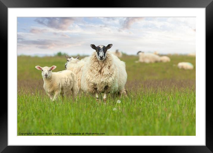 Mother sheep ewe and baby lamb face on Framed Mounted Print by Simon Bratt LRPS