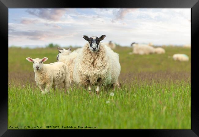 Mother sheep ewe and baby lamb face on Framed Print by Simon Bratt LRPS