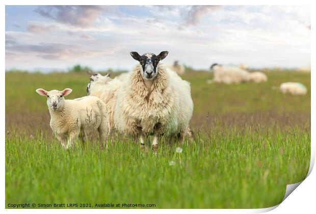 Mother sheep ewe and baby lamb face on Print by Simon Bratt LRPS