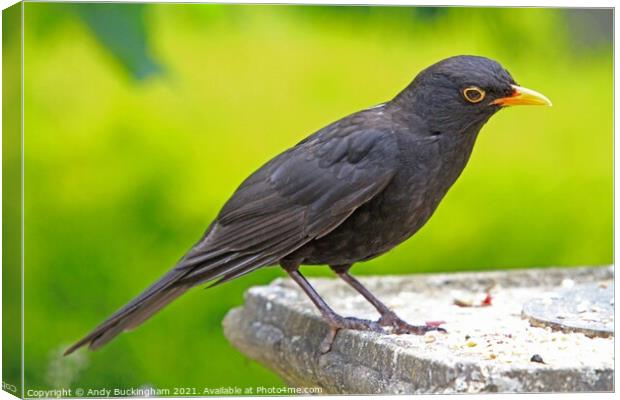 Blackbird Canvas Print by Andy Buckingham