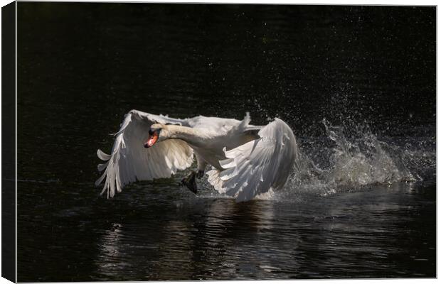 Majestic swan coming in to land Canvas Print by Andy Dow