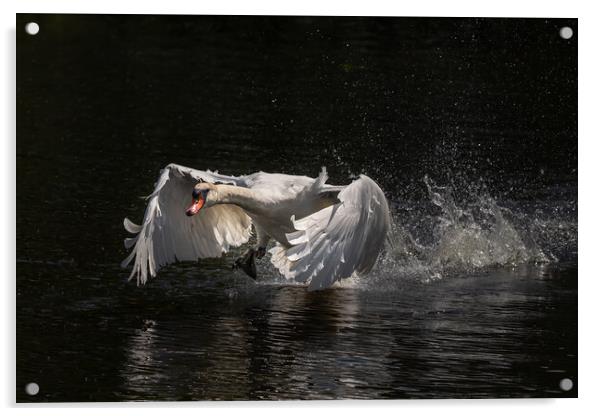 Majestic swan coming in to land Acrylic by Andy Dow