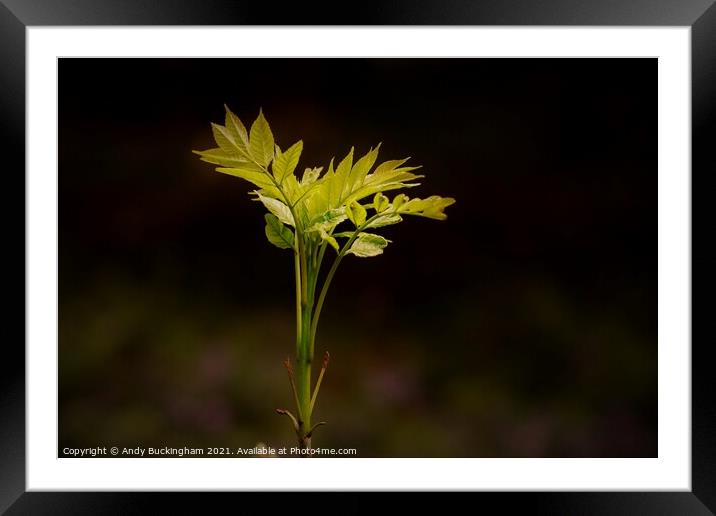 New Growth Framed Mounted Print by Andy Buckingham