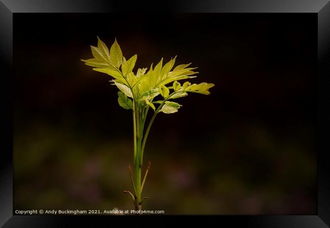 New Growth Framed Print by Andy Buckingham