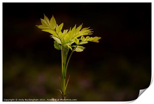 New Growth Print by Andy Buckingham