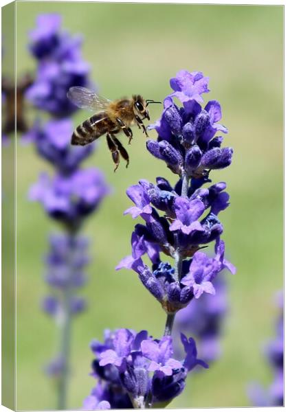 A Bee and Lavender Canvas Print by Susan Snow