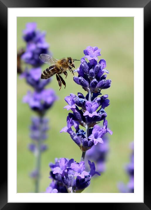 A Bee and Lavender Framed Mounted Print by Susan Snow