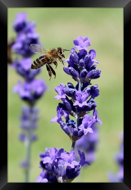 A Bee and Lavender Framed Print by Susan Snow