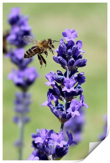 A Bee and Lavender Print by Susan Snow
