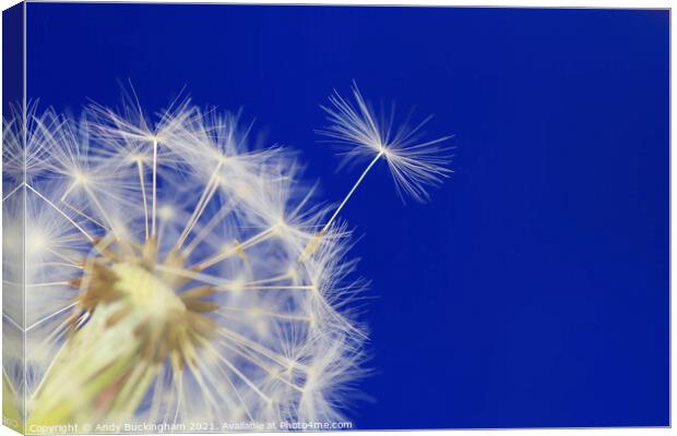 A close up of a Dandelion Clock Canvas Print by Andy Buckingham