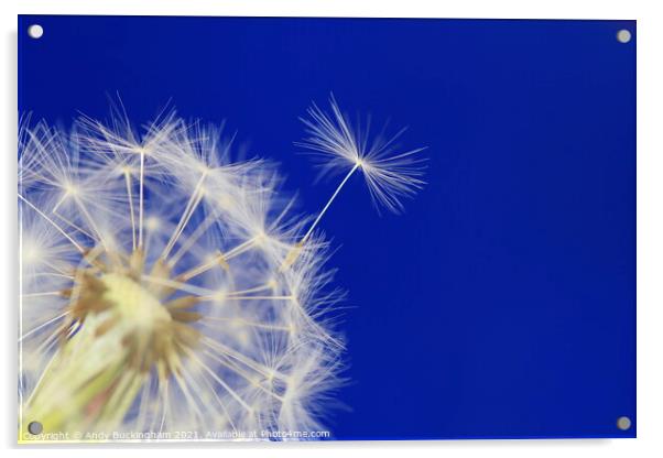 A close up of a Dandelion Clock Acrylic by Andy Buckingham