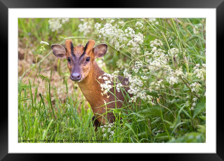 Muntjac deer looking through cow parsley hedge in Norfolk UK Framed Mounted Print by Simon Bratt LRPS