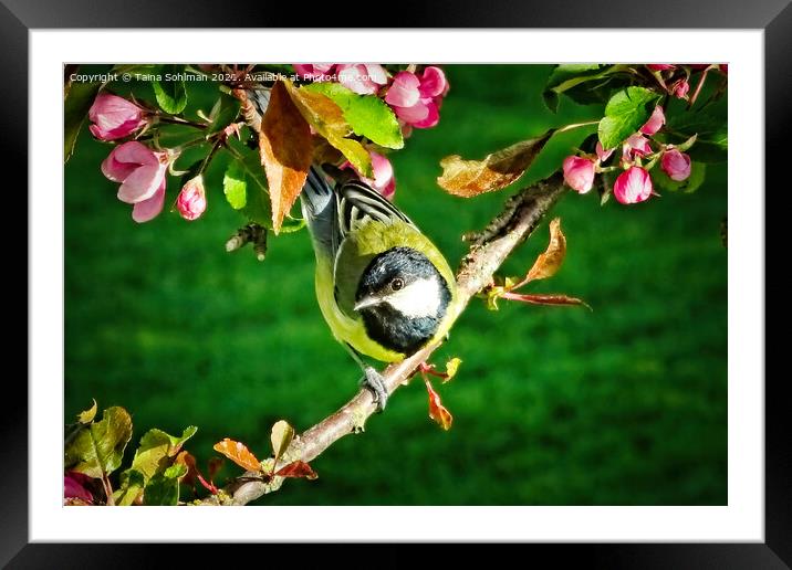 Great Tit, Parus Major, Perched on Tree Framed Mounted Print by Taina Sohlman