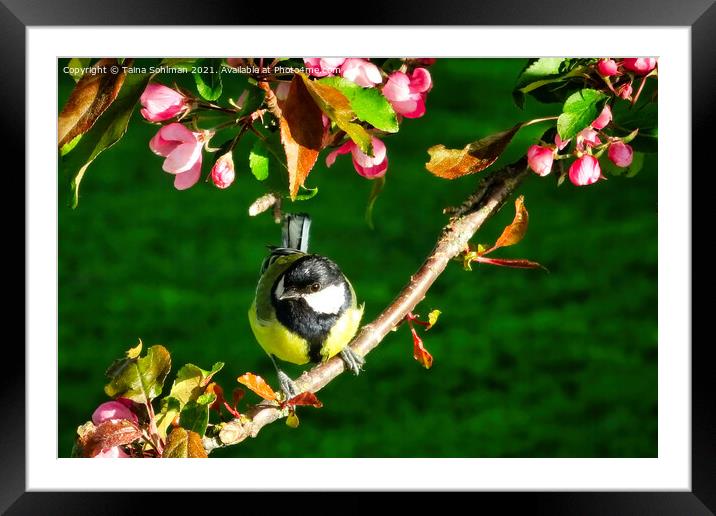 Great Tit, Parus Major, Perched on Tree Framed Mounted Print by Taina Sohlman