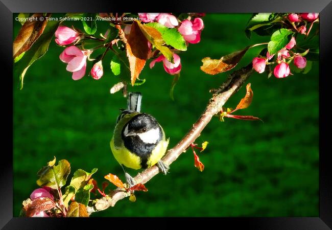Great Tit, Parus Major, Perched on Tree Framed Print by Taina Sohlman