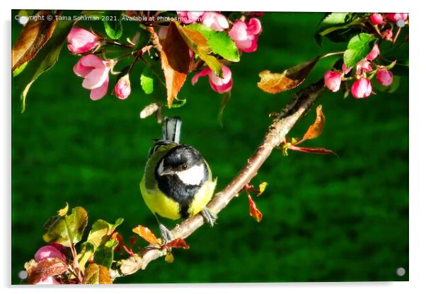 Great Tit, Parus Major, Perched on Tree Acrylic by Taina Sohlman