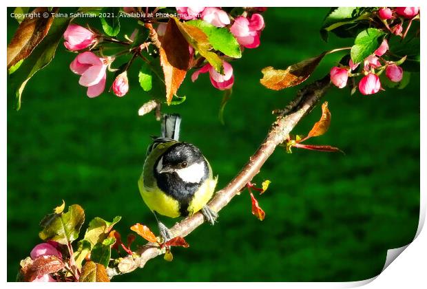 Great Tit, Parus Major, Perched on Tree Print by Taina Sohlman