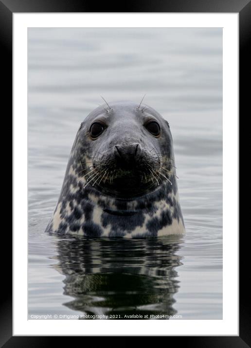 The Curious Seal Framed Mounted Print by DiFigiano Photography