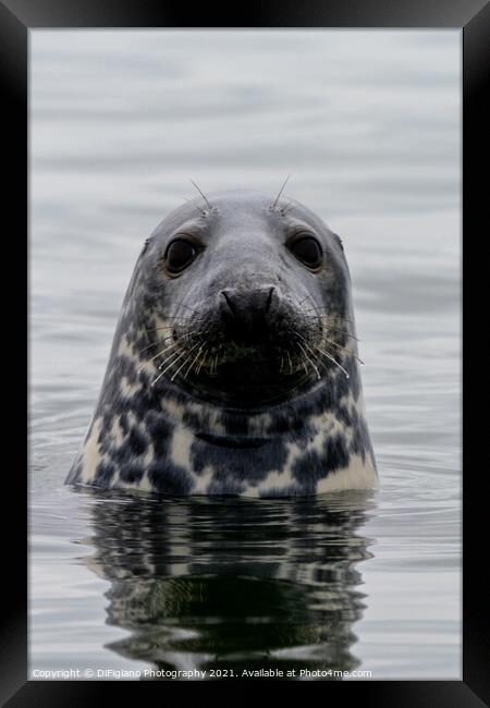 The Curious Seal Framed Print by DiFigiano Photography