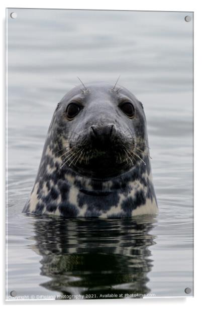 The Curious Seal Acrylic by DiFigiano Photography