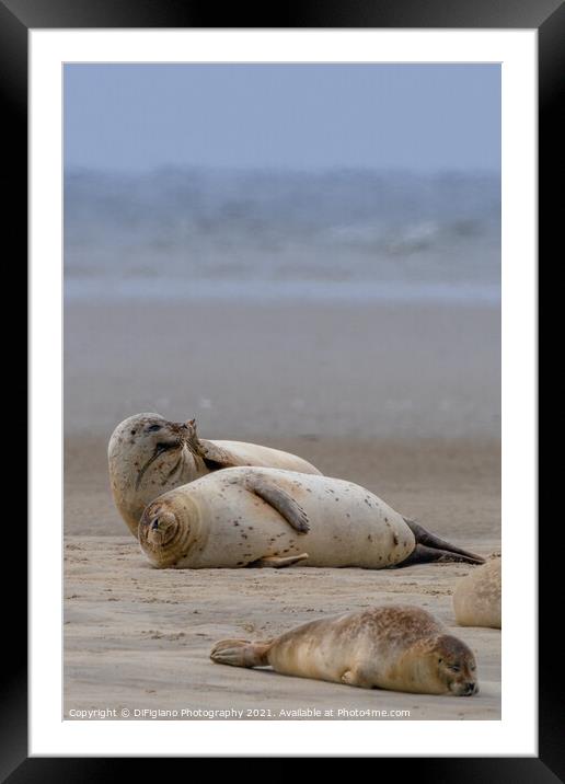 Loungin' Framed Mounted Print by DiFigiano Photography