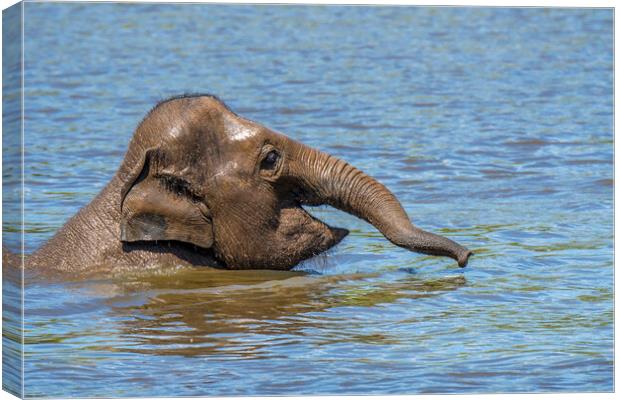 Young Asian Elephant Swimming in Lake Canvas Print by Arterra 
