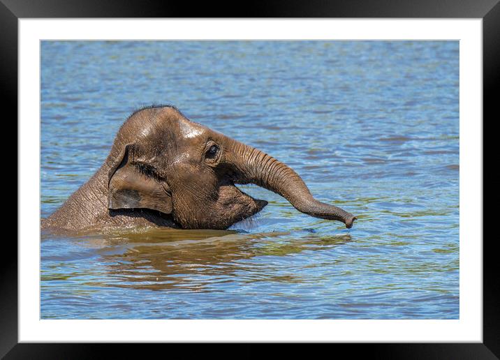 Young Asian Elephant Swimming in Lake Framed Mounted Print by Arterra 