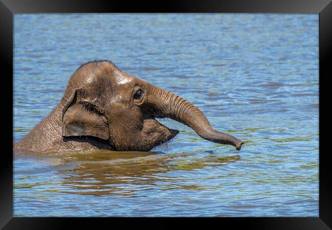 Young Asian Elephant Swimming in Lake Framed Print by Arterra 