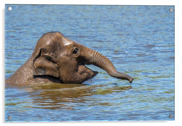 Young Asian Elephant Swimming in Lake Acrylic by Arterra 