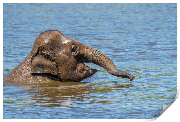 Young Asian Elephant Swimming in Lake Print by Arterra 