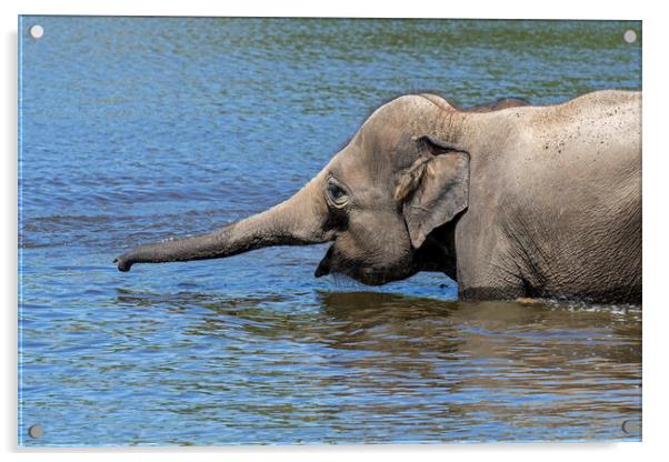 Elephant Juvenile Bathing in Lake Acrylic by Arterra 
