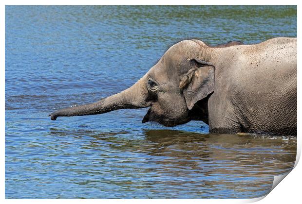 Elephant Juvenile Bathing in Lake Print by Arterra 