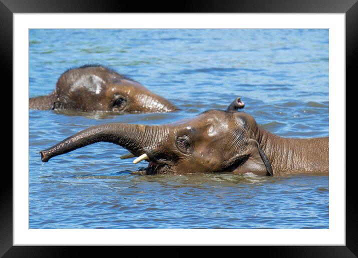 Two Asian Elephants Swimming in Lake Framed Mounted Print by Arterra 
