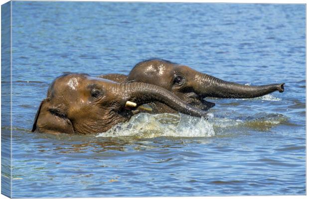 Two Elephants Playing in Water Canvas Print by Arterra 