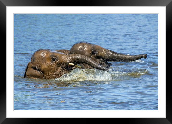 Two Elephants Playing in Water Framed Mounted Print by Arterra 