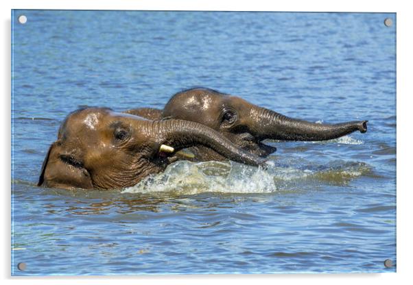Two Elephants Playing in Water Acrylic by Arterra 