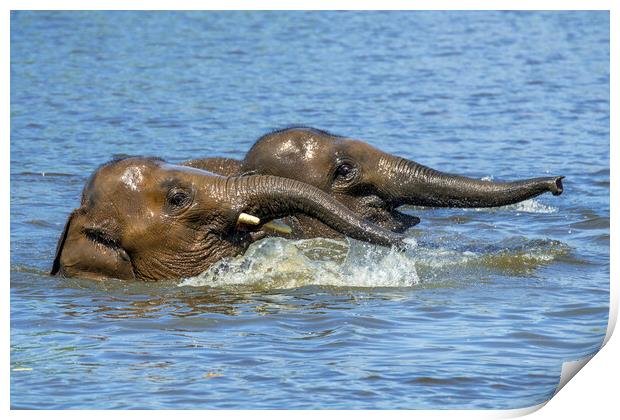 Two Elephants Playing in Water Print by Arterra 