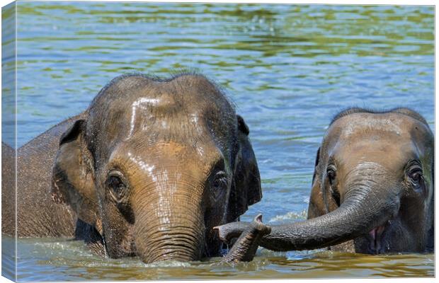 Asian Elephant Mother with Calf in Lake Canvas Print by Arterra 