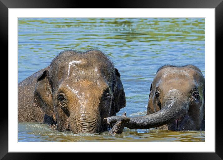 Asian Elephant Mother with Calf in Lake Framed Mounted Print by Arterra 