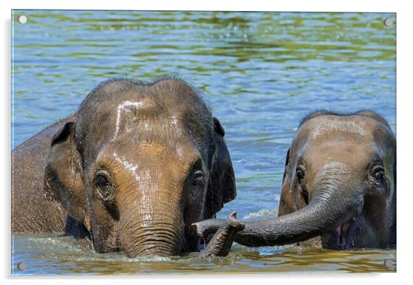 Asian Elephant Mother with Calf in Lake Acrylic by Arterra 
