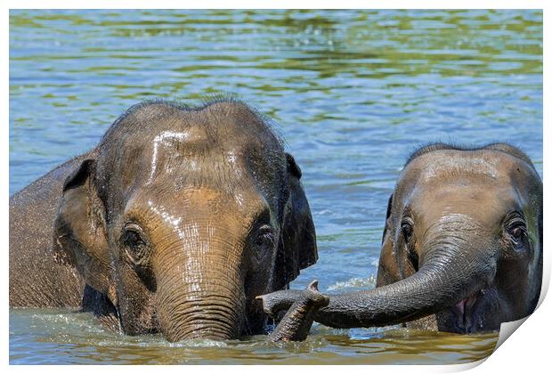 Asian Elephant Mother with Calf in Lake Print by Arterra 