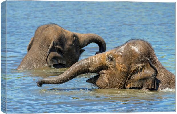 Two Young Elephants Bathing in Lake Canvas Print by Arterra 