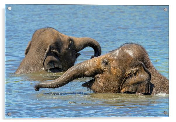 Two Young Elephants Bathing in Lake Acrylic by Arterra 